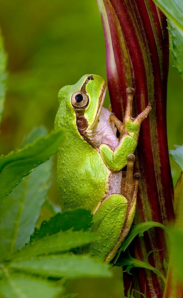 Japanese Tree Frog