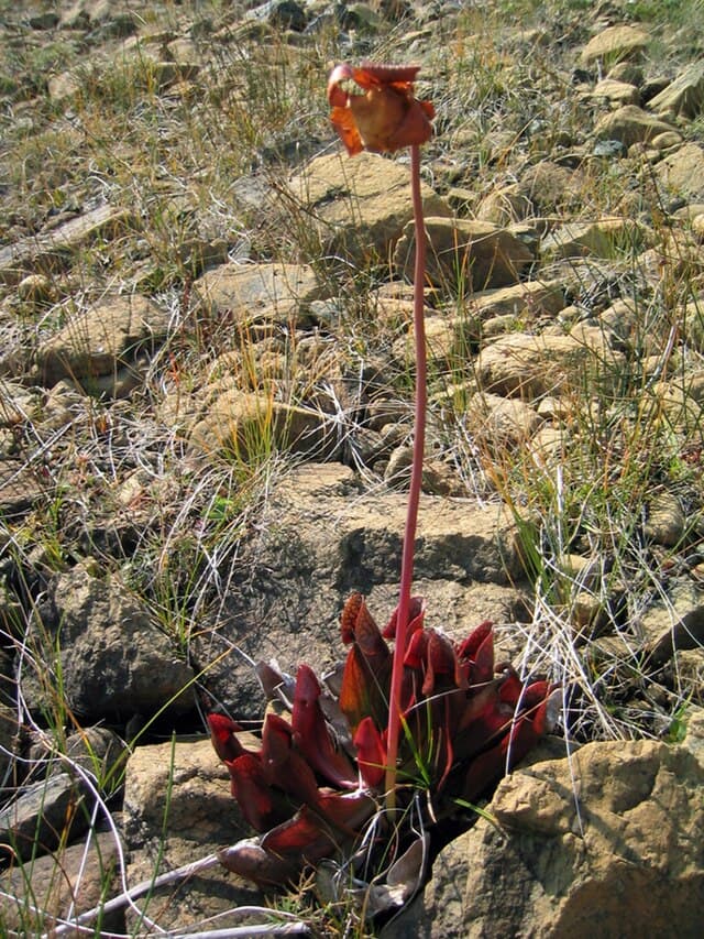 Sarracenia Purpurea