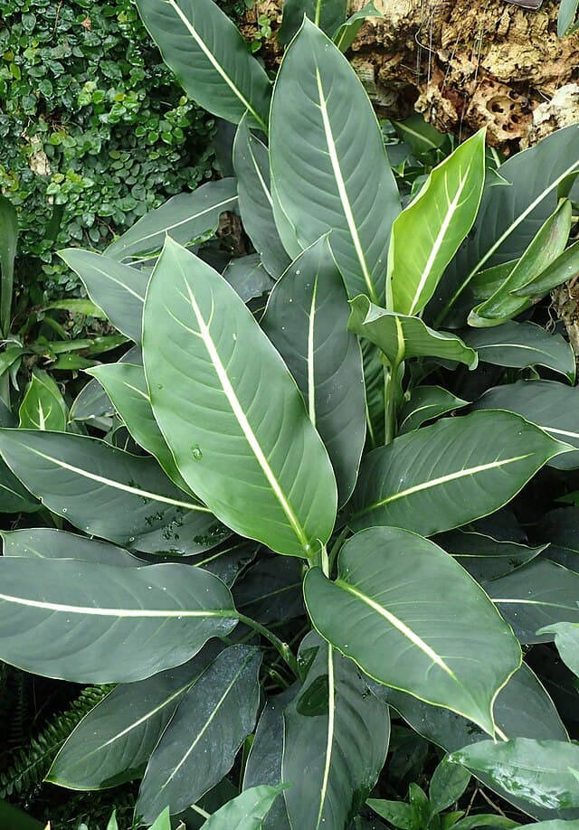 Dieffenbachia