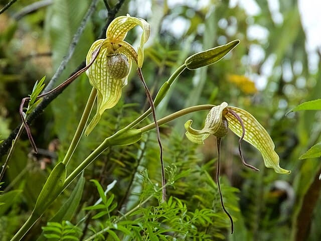 フラグミペディウム