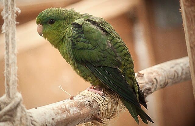 Lineolated Parakeet