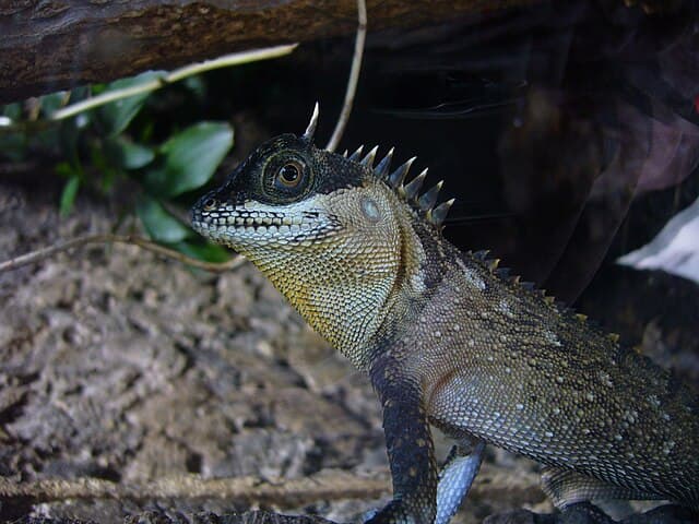 Mountain Horned Dragon