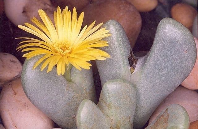 Conophytum