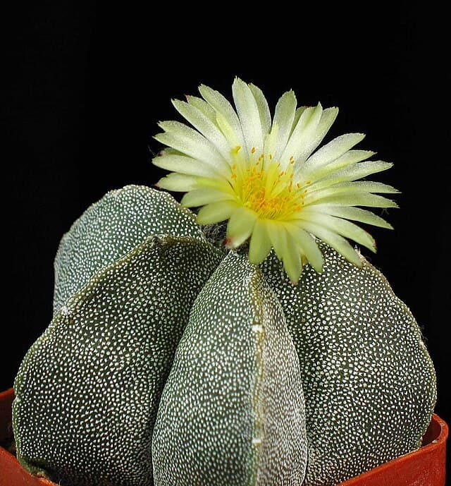 Astrophytum