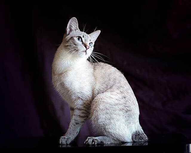 Mekong Bobtail