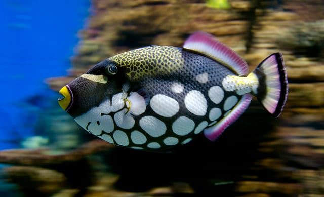 Clown Triggerfish