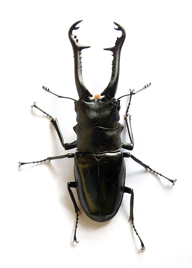 Giraffe Stag Beetle (Prosopocoilus giraffa)