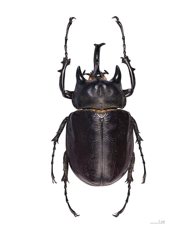 Actaeon Beetle