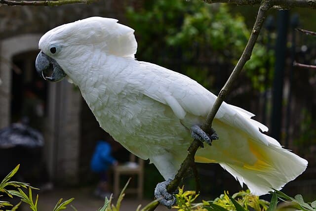 Umbrella Cockatoo