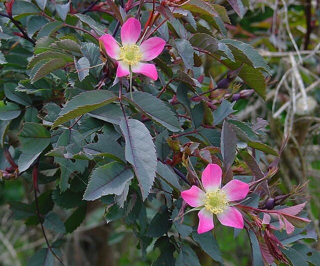 Rosa Glauca