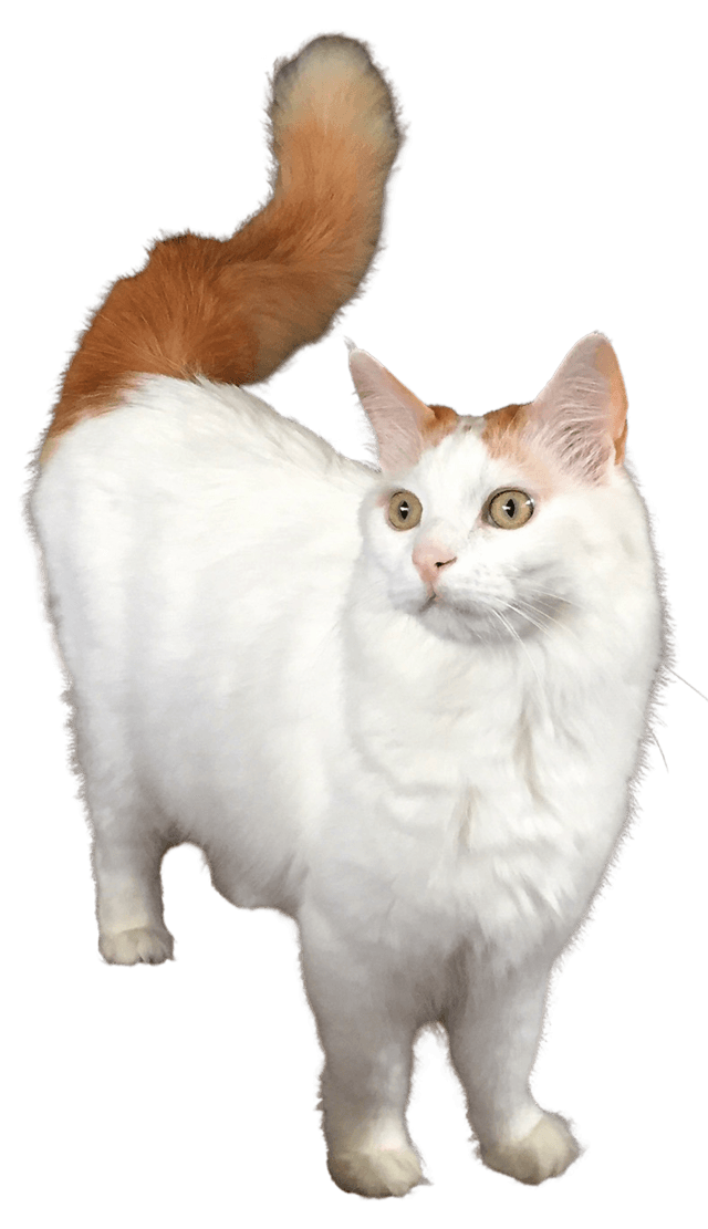 Turkish Van