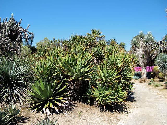 Agave Horrida