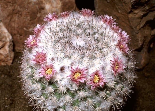 Mammillaria
