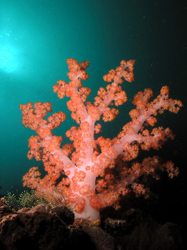 Gorgonian