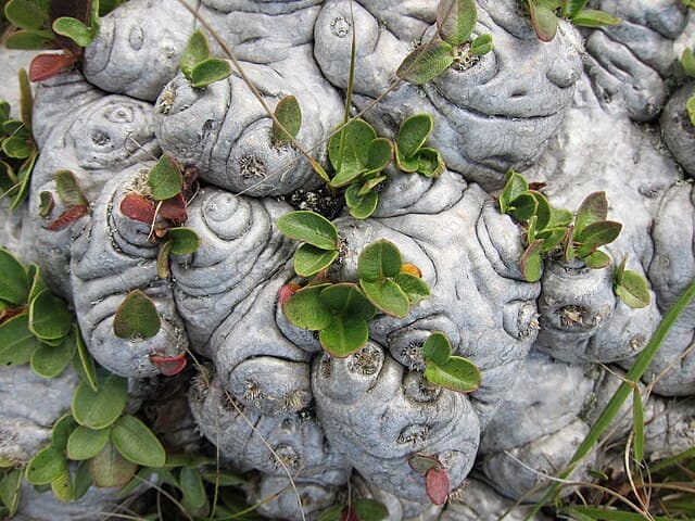Pachypodium Brevicaule