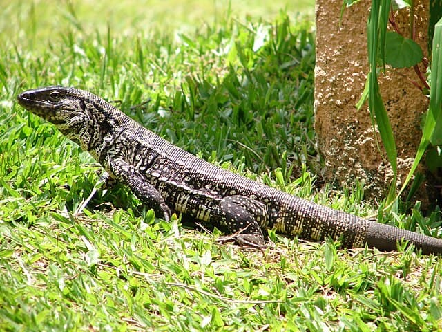 Argentine Tegu