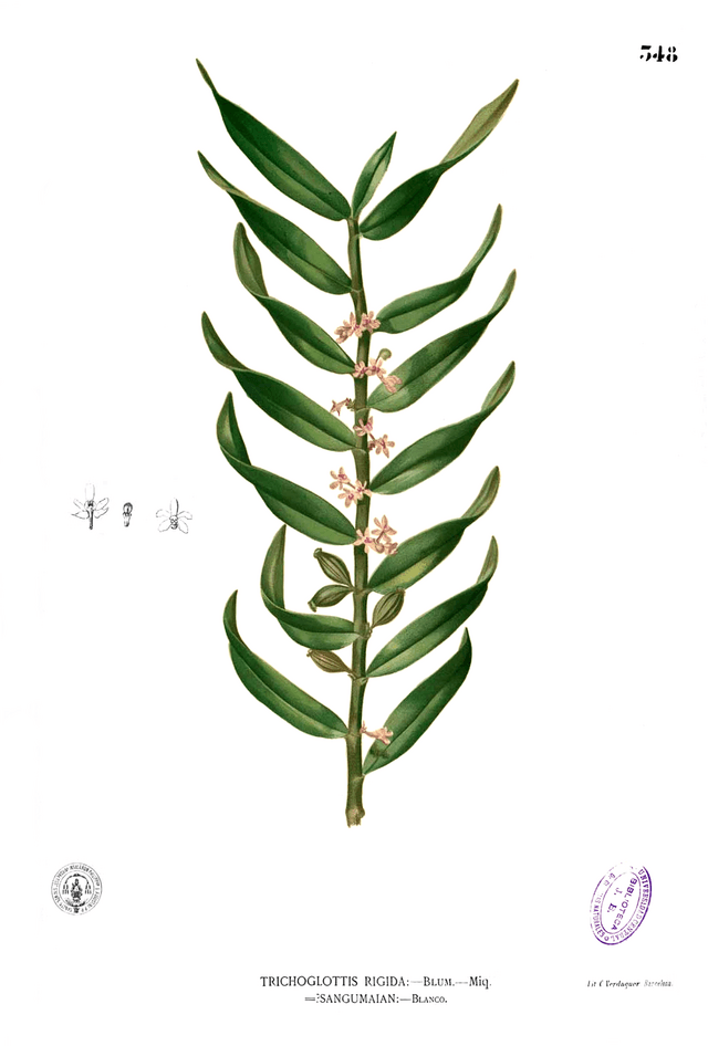 トリコグロッティス