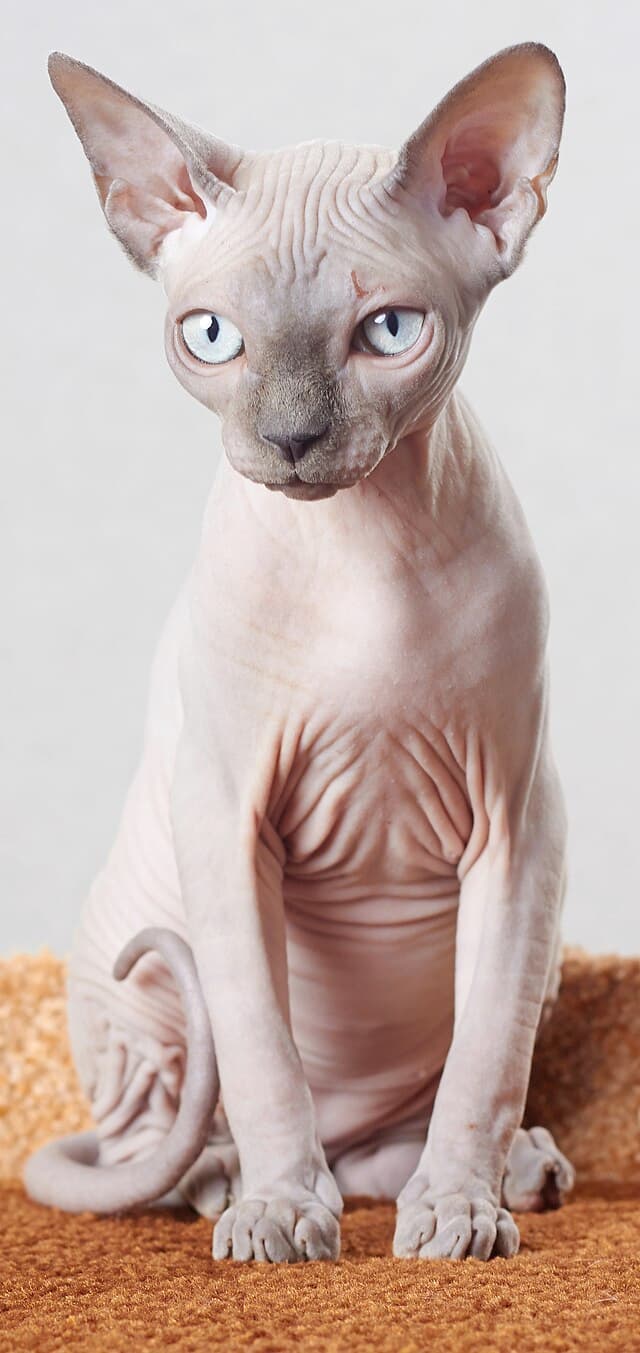 Sphynx