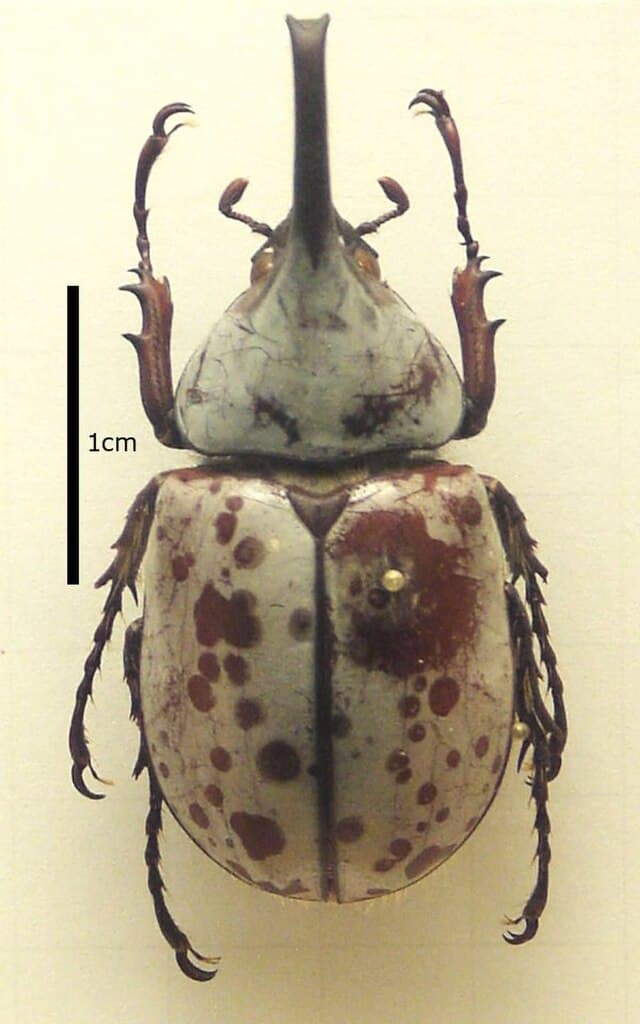 Grant's Rhinoceros Beetle
