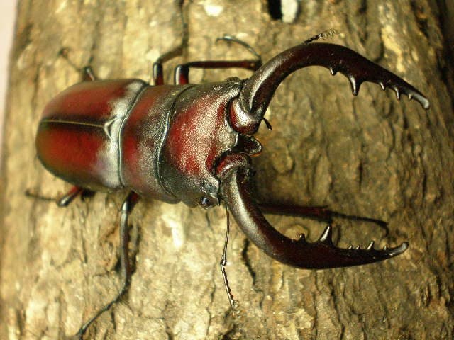 Saw Stag Beetle
