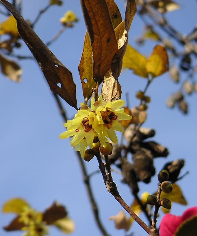 Japanese Wintersweet