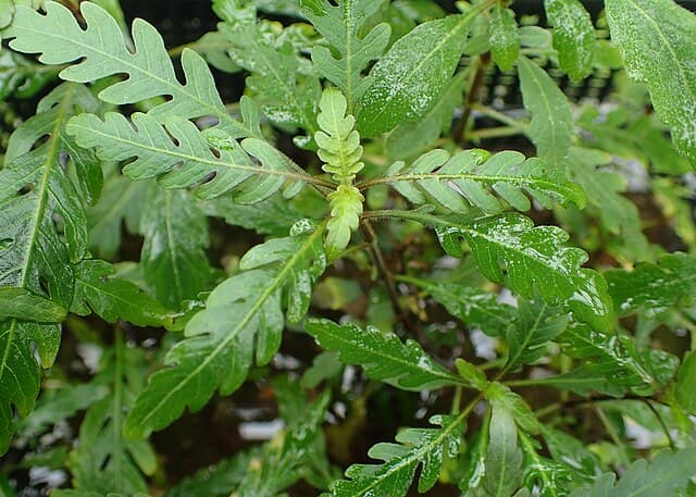 Hygrophila Pinnatifida