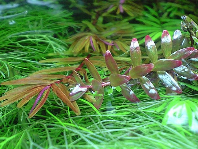 Rotala