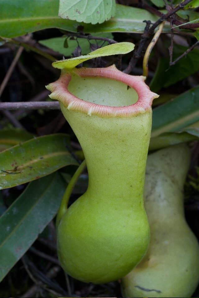 Nepenthes Ventricosa
