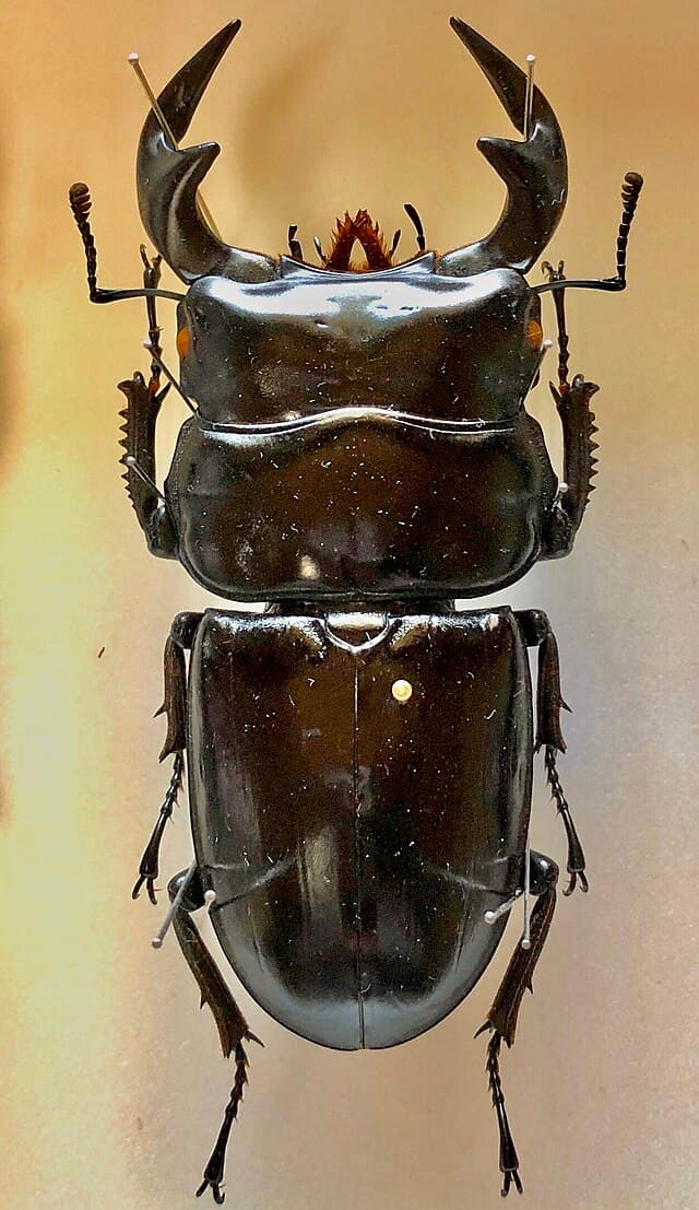 Antaeus Stag Beetle