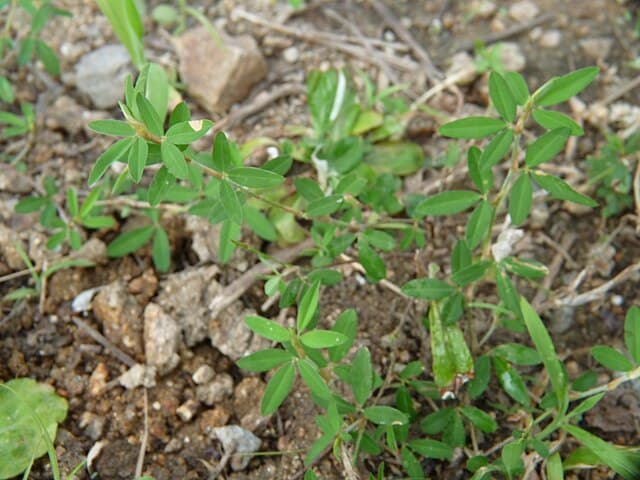 Japanese Bush Clover