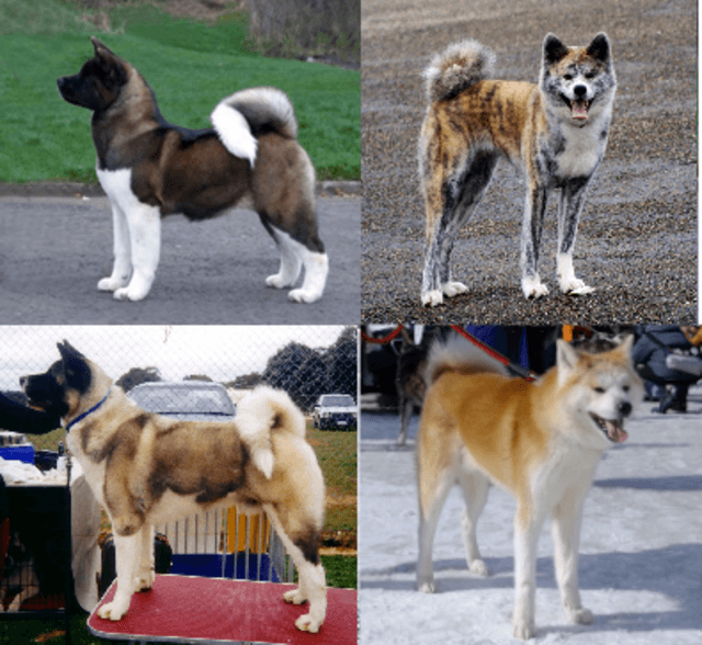 Akita Inu