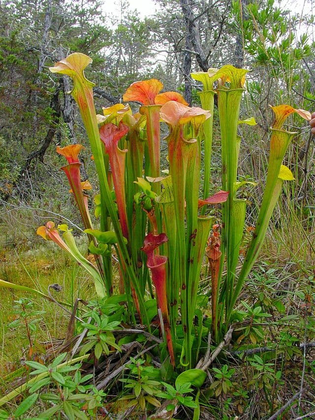Sarracenia Oreophila