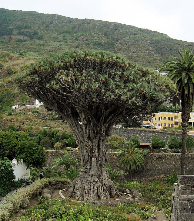 Dragon Tree