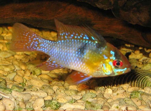 German Blue Ram