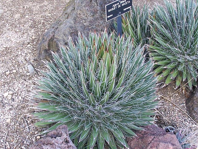 Thread Agave