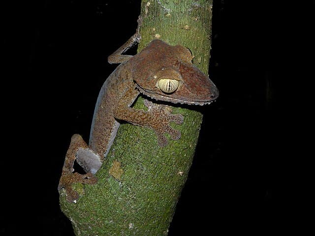 Leaf-Tailed Gecko