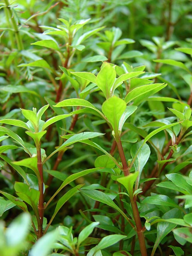 Ludwigia Palustris