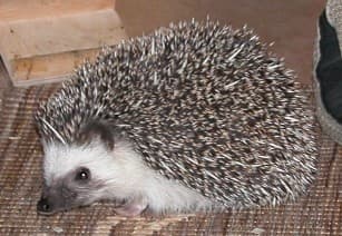 Four-toed Hedgehog
