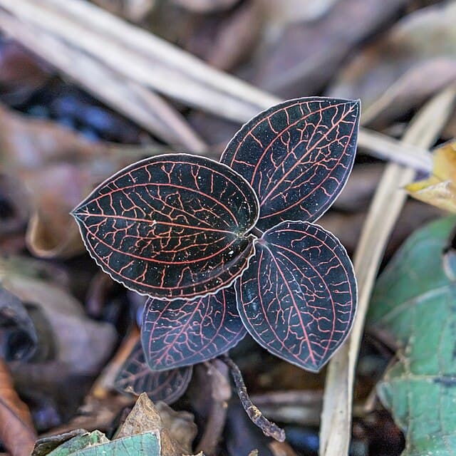 アネクトキルス