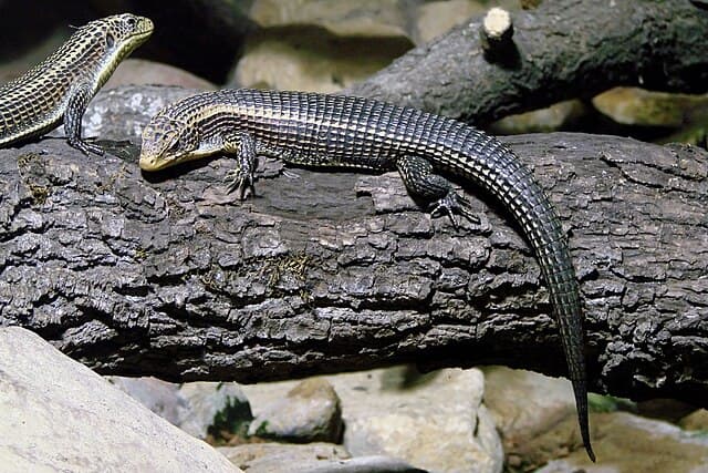 Plated Lizard