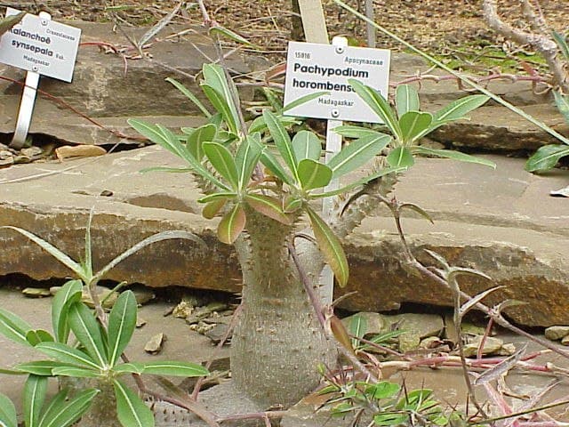 Pachypodium Horombense