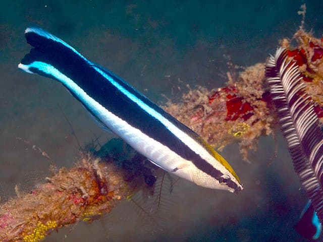 Cleaner Wrasse