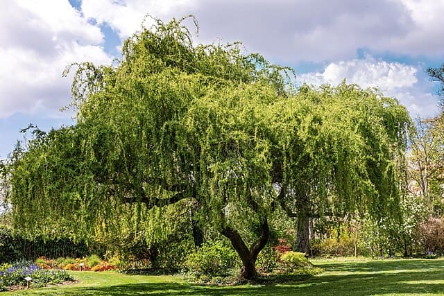 Weeping Willow