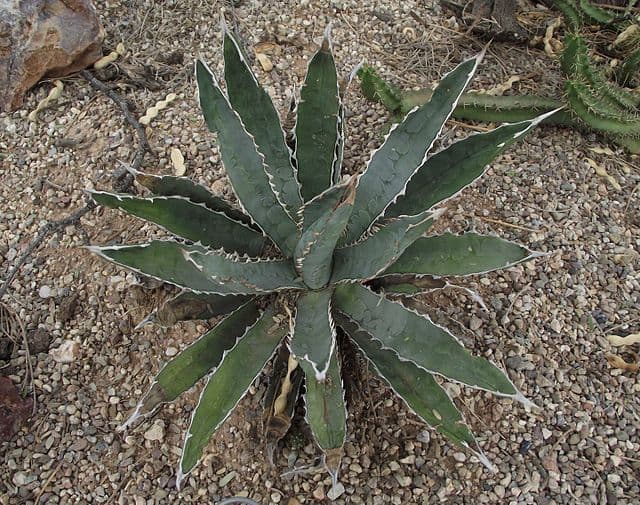 Thorn-Crested Agave
