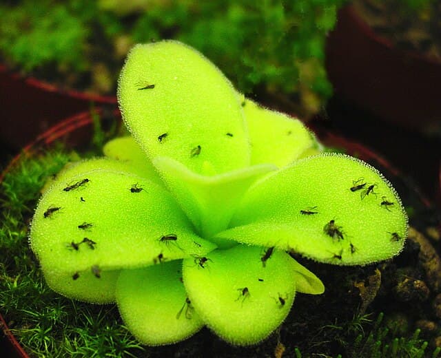 Pinguicula Gigantea