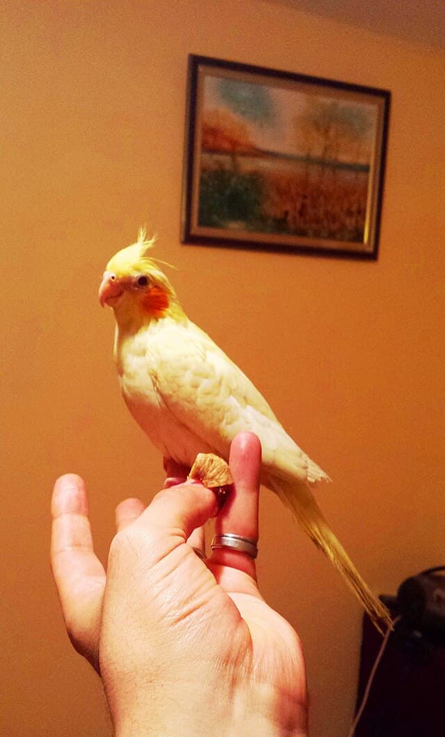 Lutino Cockatiel