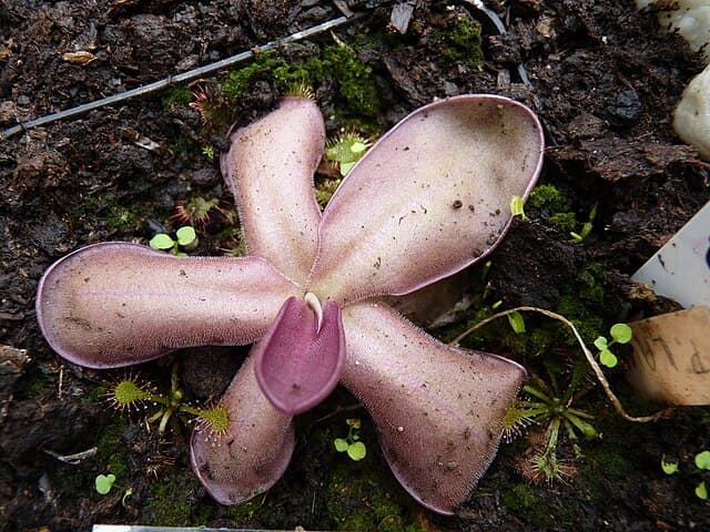 Pinguicula Laueana