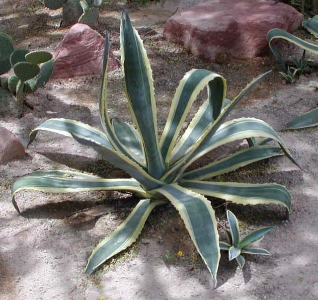 Agave (General)