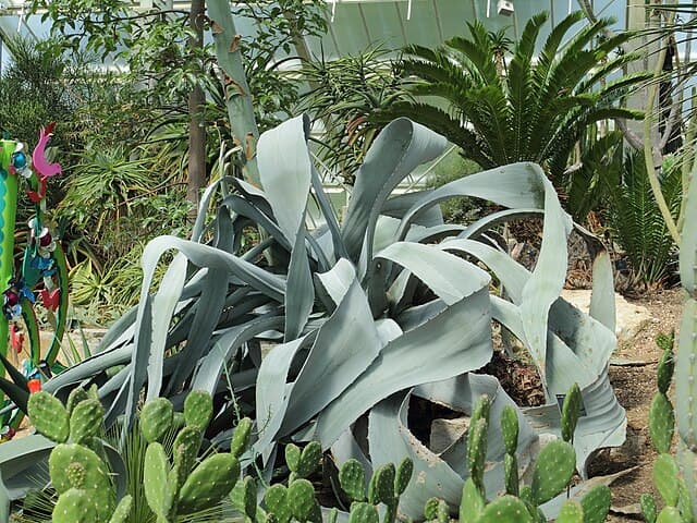 Agave Franzosinii