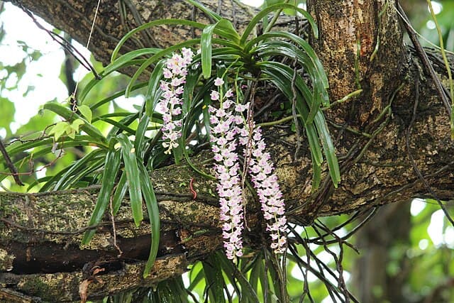 リンコスティリス